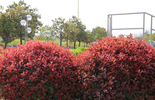 湖東紅葉石楠——景若佳時(shí)心自快 心還樂處景應(yīng)妍