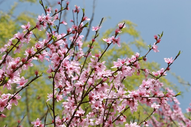 湖東取水桃花——桃花春色暖先開 明媚誰人不看來